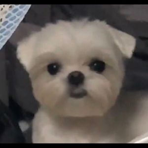 Meet your Posher, Eashaa